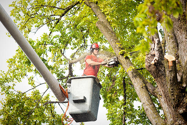 Reliable Woods Cross, UT Tree Care Services Solutions